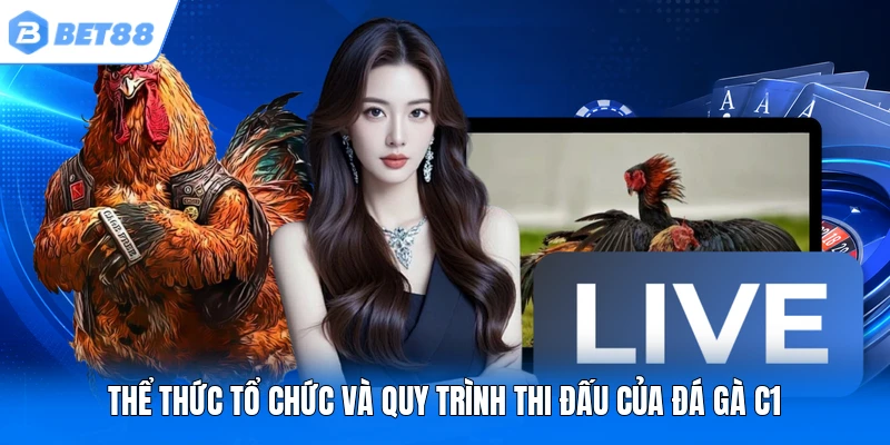 Thể thức tổ chức và quy trình thi đấu của đá gà C1 Thể thức tổ chức và quy trình thi đấu của đá gà C1